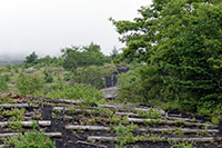 灌木帯をゆく登山道